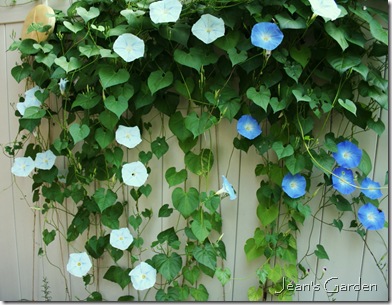 The glorious combination of Ipomoea tricolor 'Blues Brothers' growing on the patio fence in my Gettysburg garden (photo credit: Jean Potuchek)