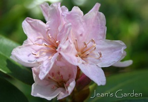 Rhododendron bloom (photo credit: Jean Potuchek)
