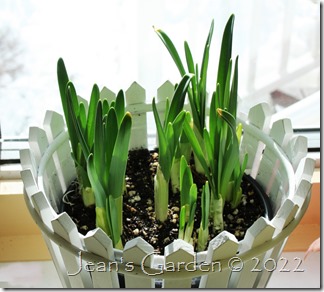 potted daffodil shoots