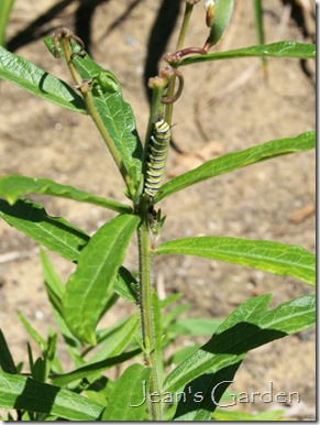 monarch caterpillar1 2022