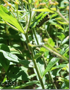 monarch caterpillars2 2022