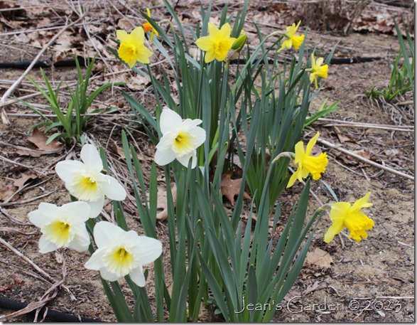 daffodils2 2023